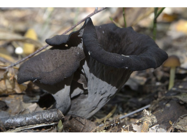 Мицелий Лисички серой / Вороночник рожковидный (Craterellus cornukopioides) Мицелий Лисички серой / Вороночник рожковидный (Craterellus cornukopioides)